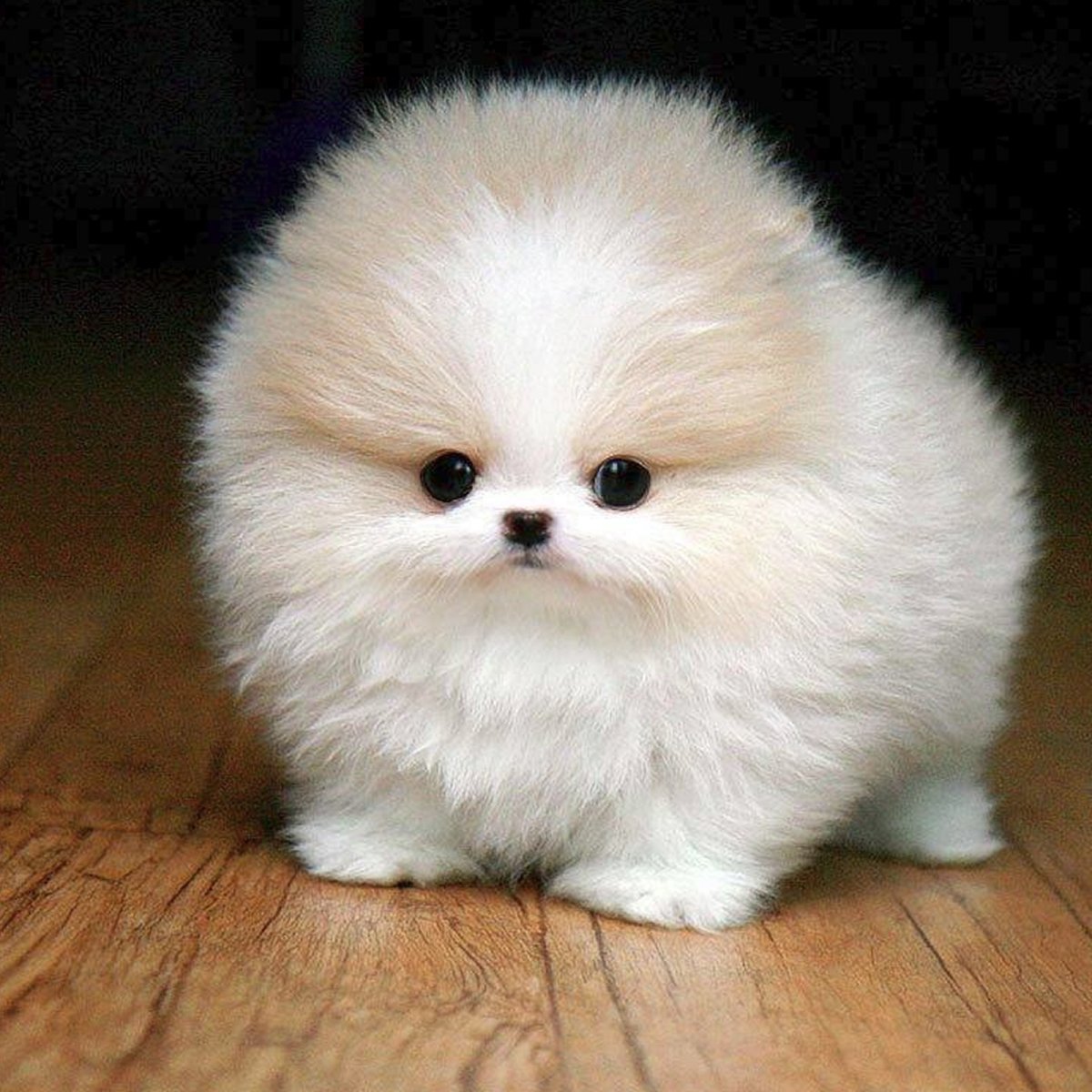 Пушистые собачки