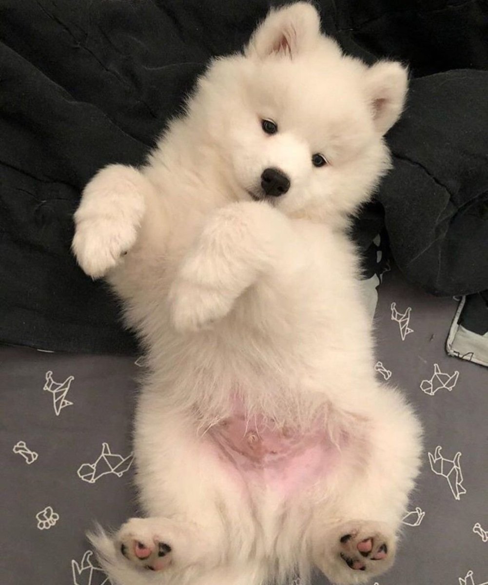 Шпиц самоед