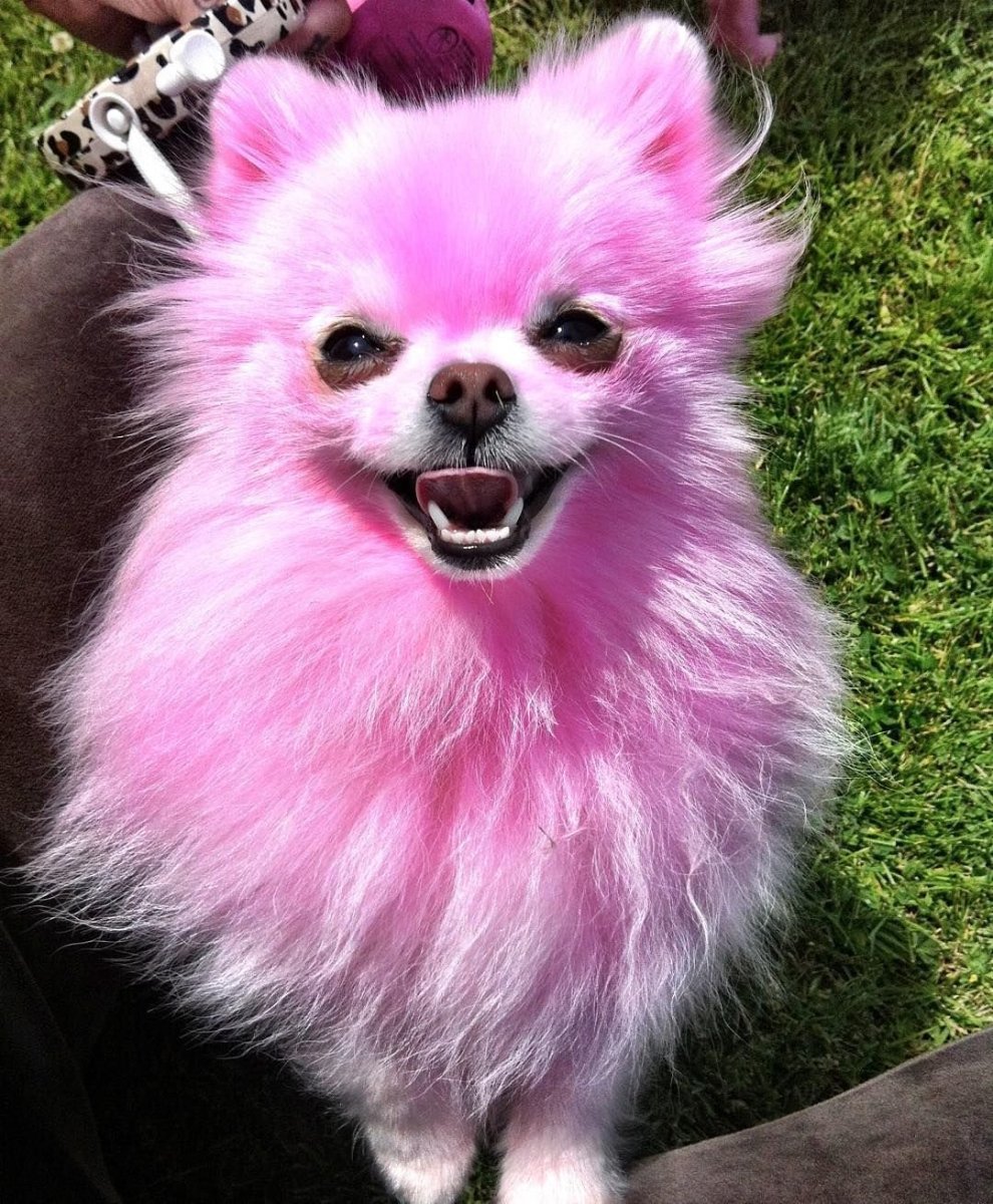 Померанский шпиц розовый
