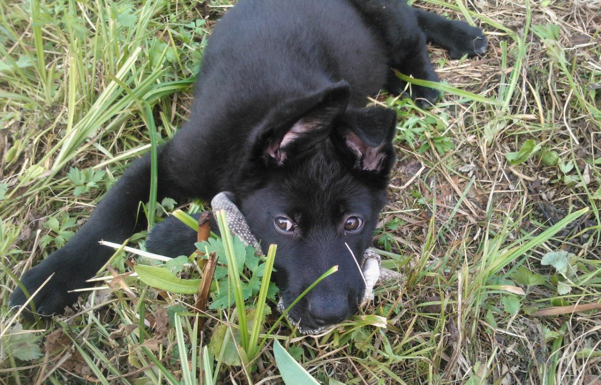 Щенки черной немецкой овчарки питомник СПБ