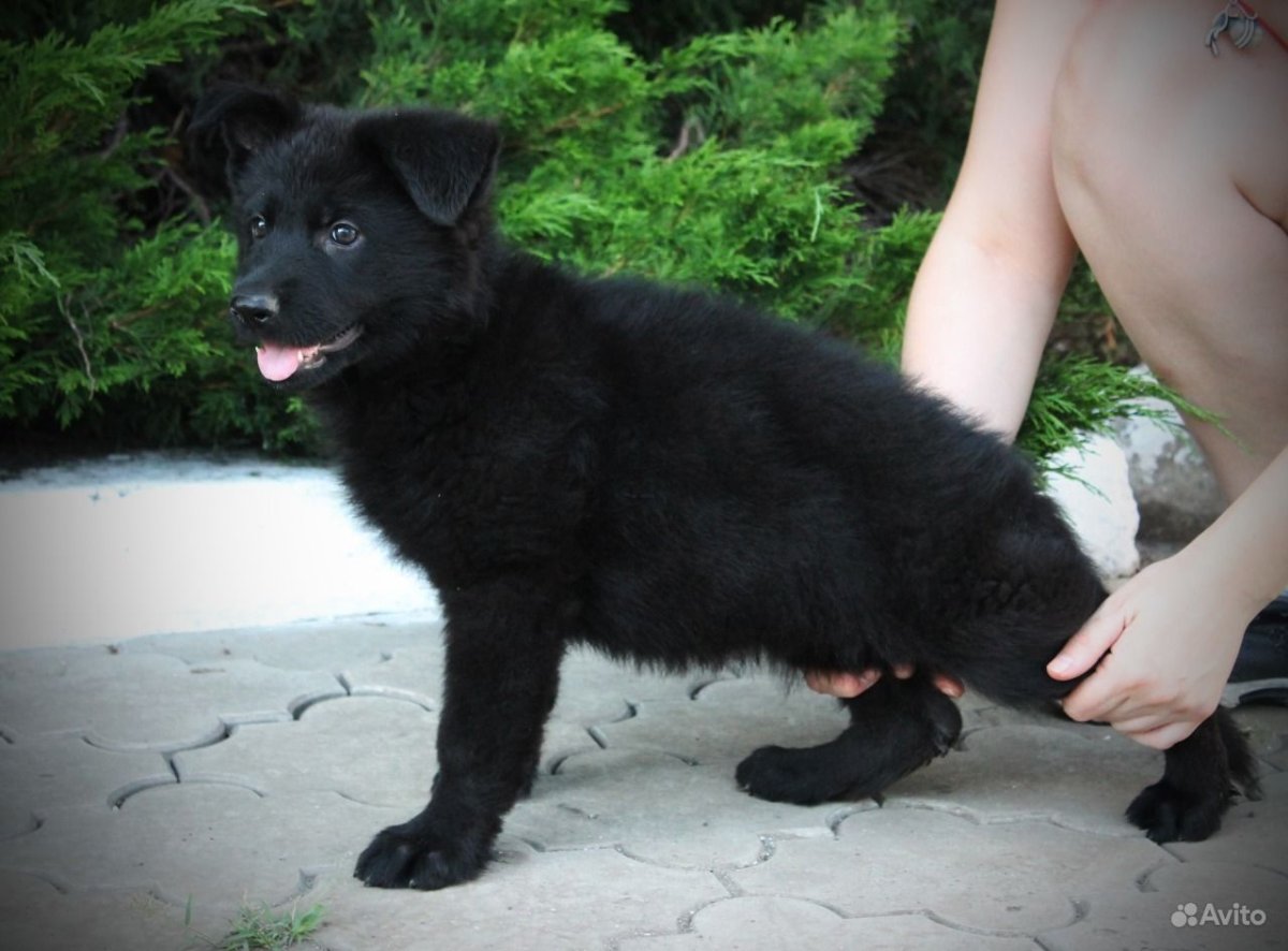 Беременая серная немецкая овчарка