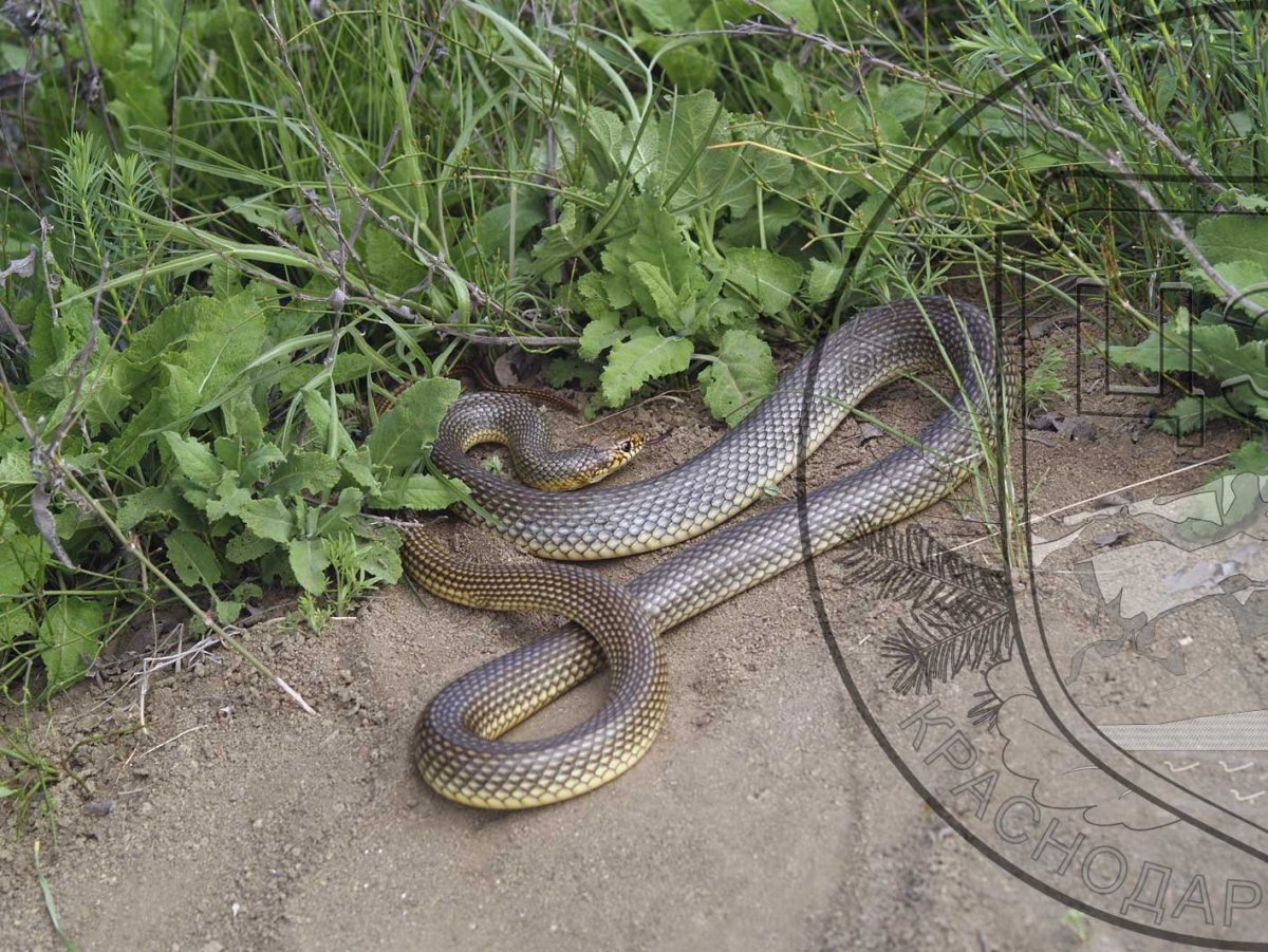 Крымский желтопузик ящерица