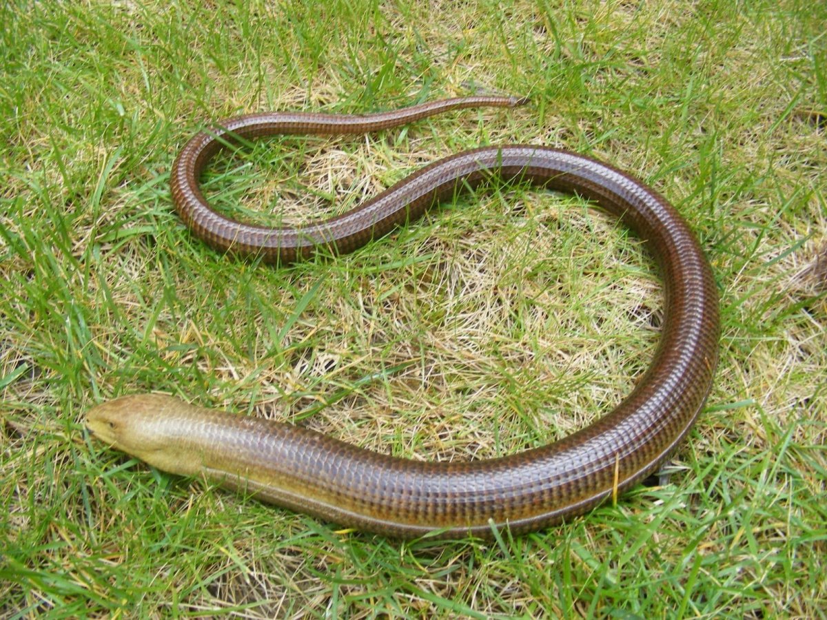 Безногая ящерица желтопузик