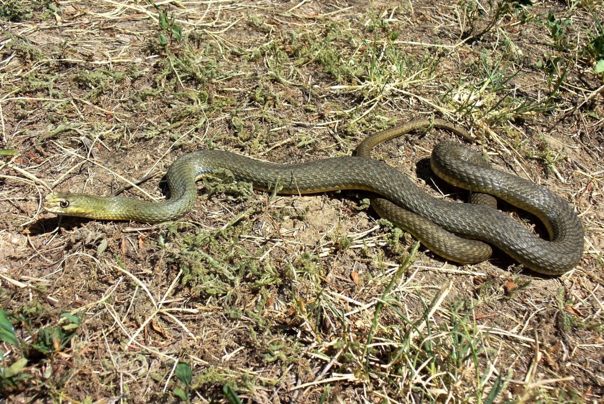 Удав желтобрюх