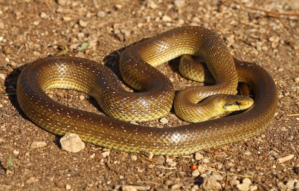 Змеи Крыма бычкоглот