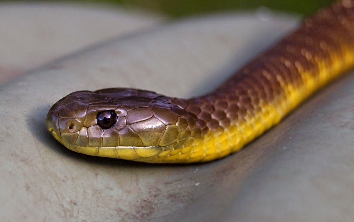 Безногая ящерица веретеница