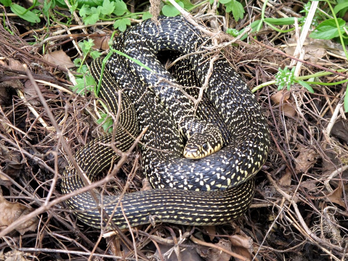 Змеи Королевская Кобра спаривание