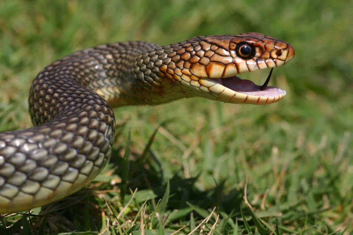 Желтобрюхий полоз