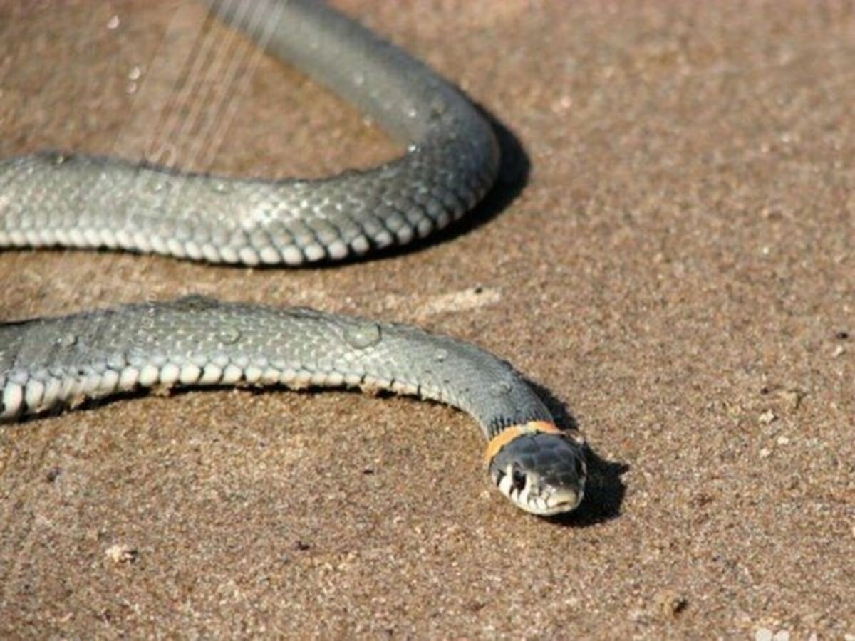 Желтобрюх в Ростовской области