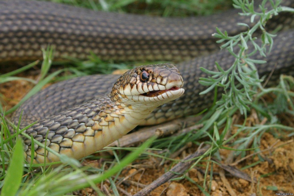 Желтобрюхий Каспийский полоз