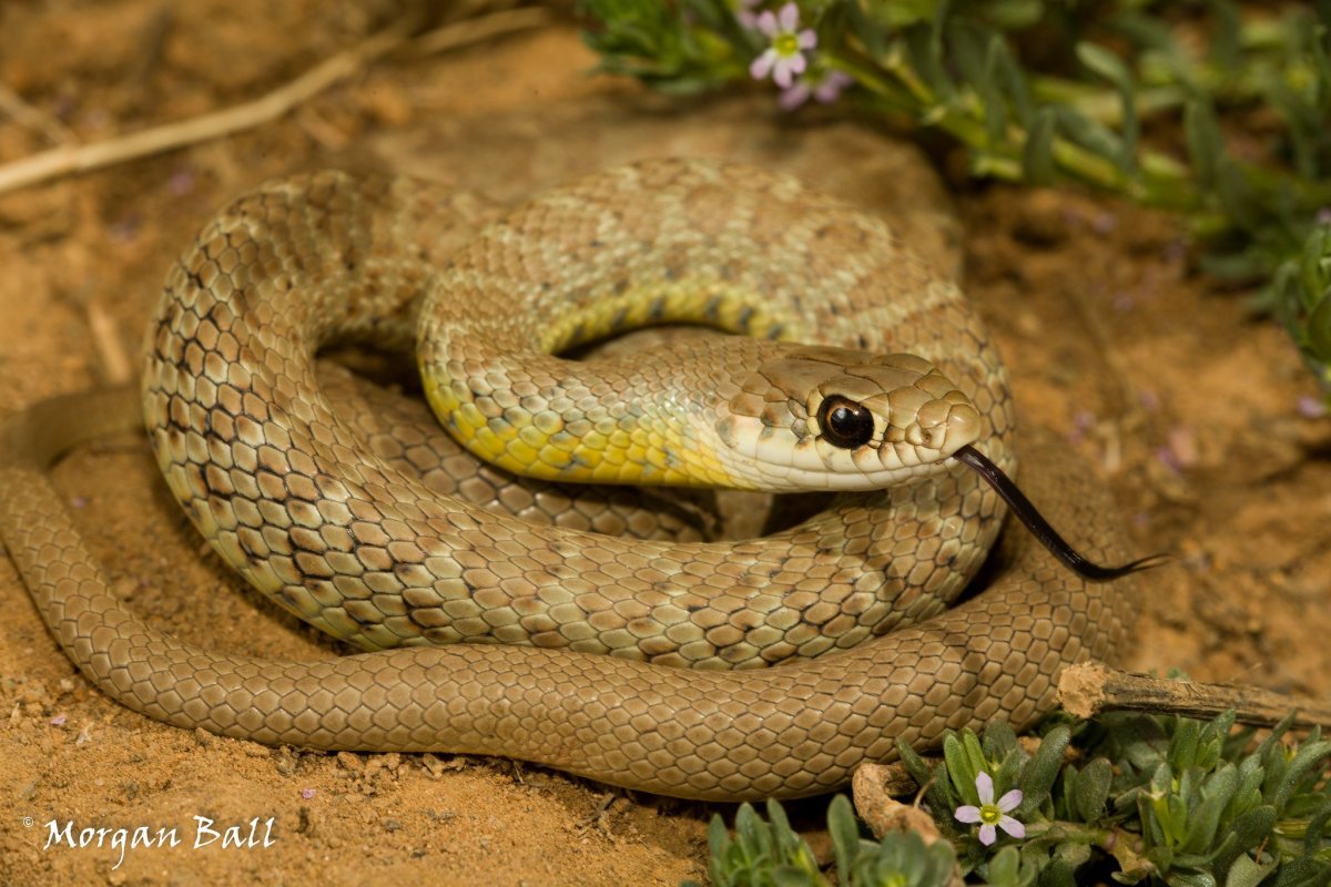 Желтобрюхий полоз