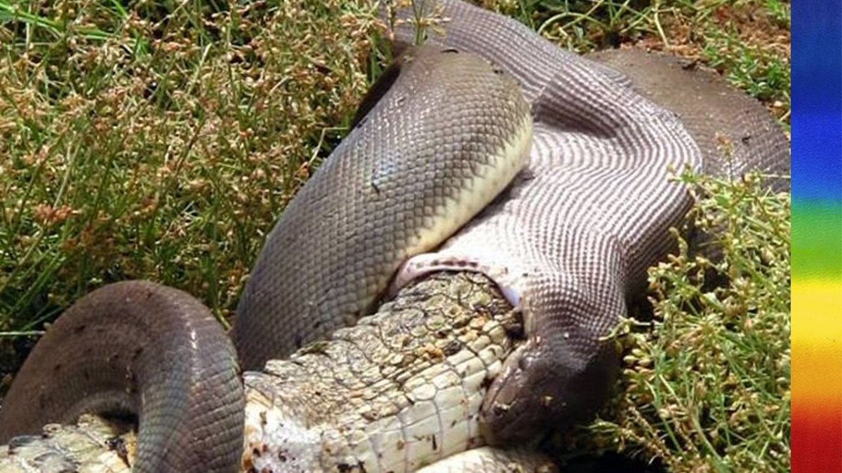 Великолепная Денисония ядовитые змеи