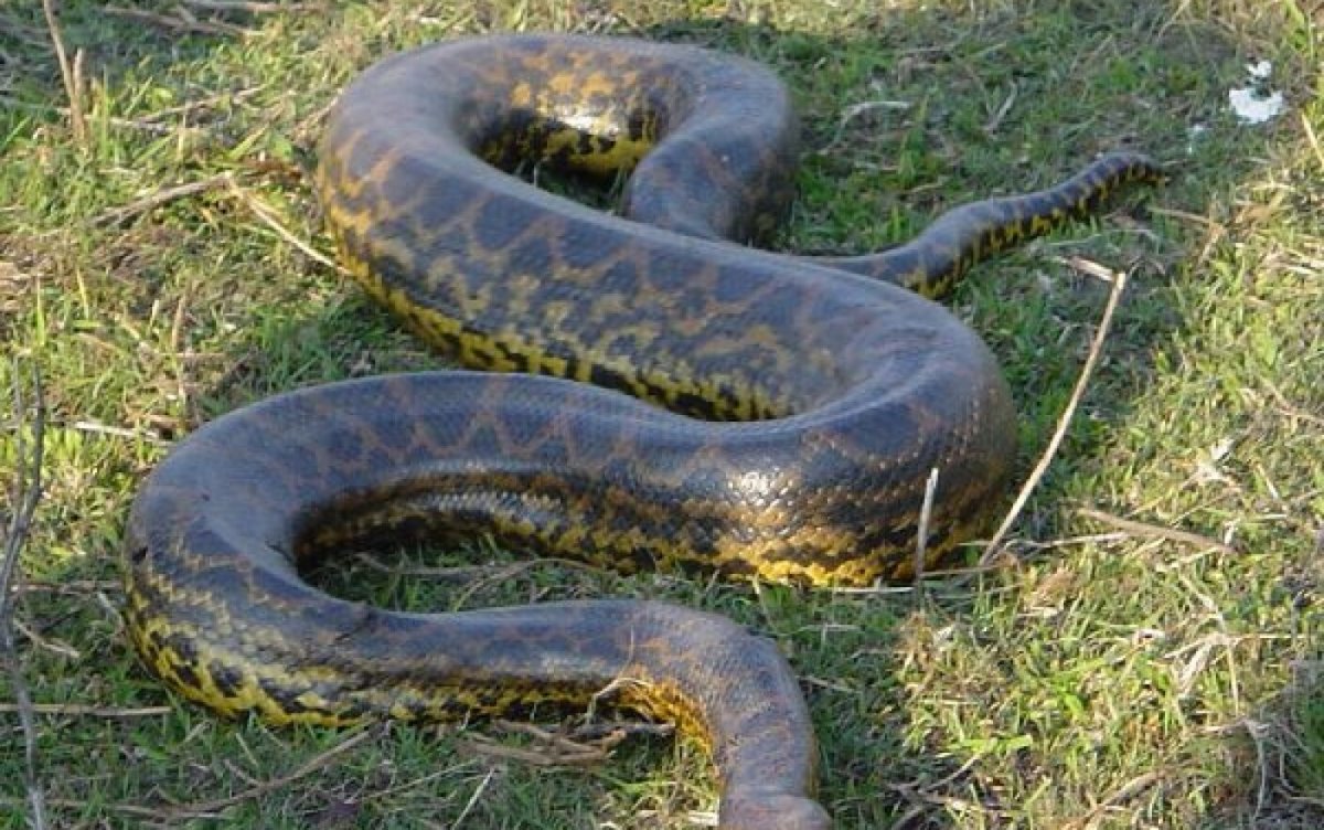 Эскулапов полоз Детеныши