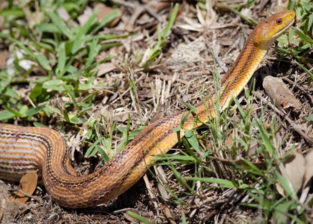 Четырехполосый полоз