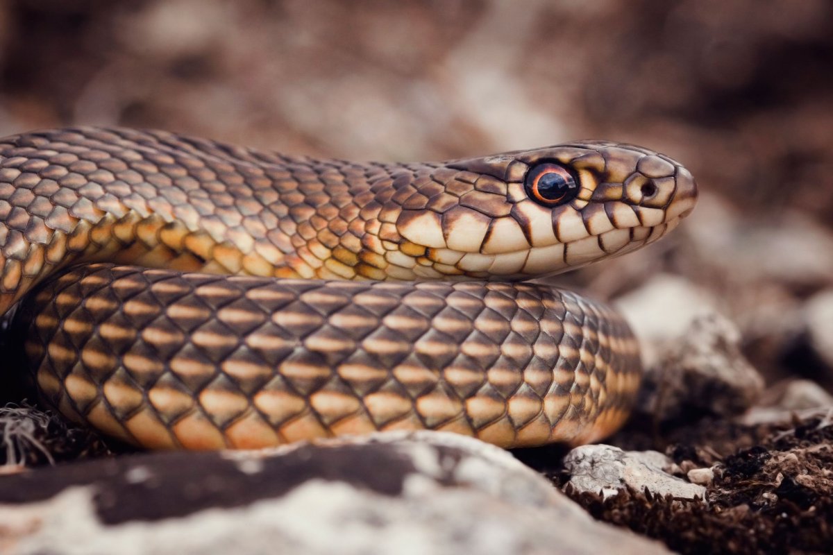 Узорчатый полоз