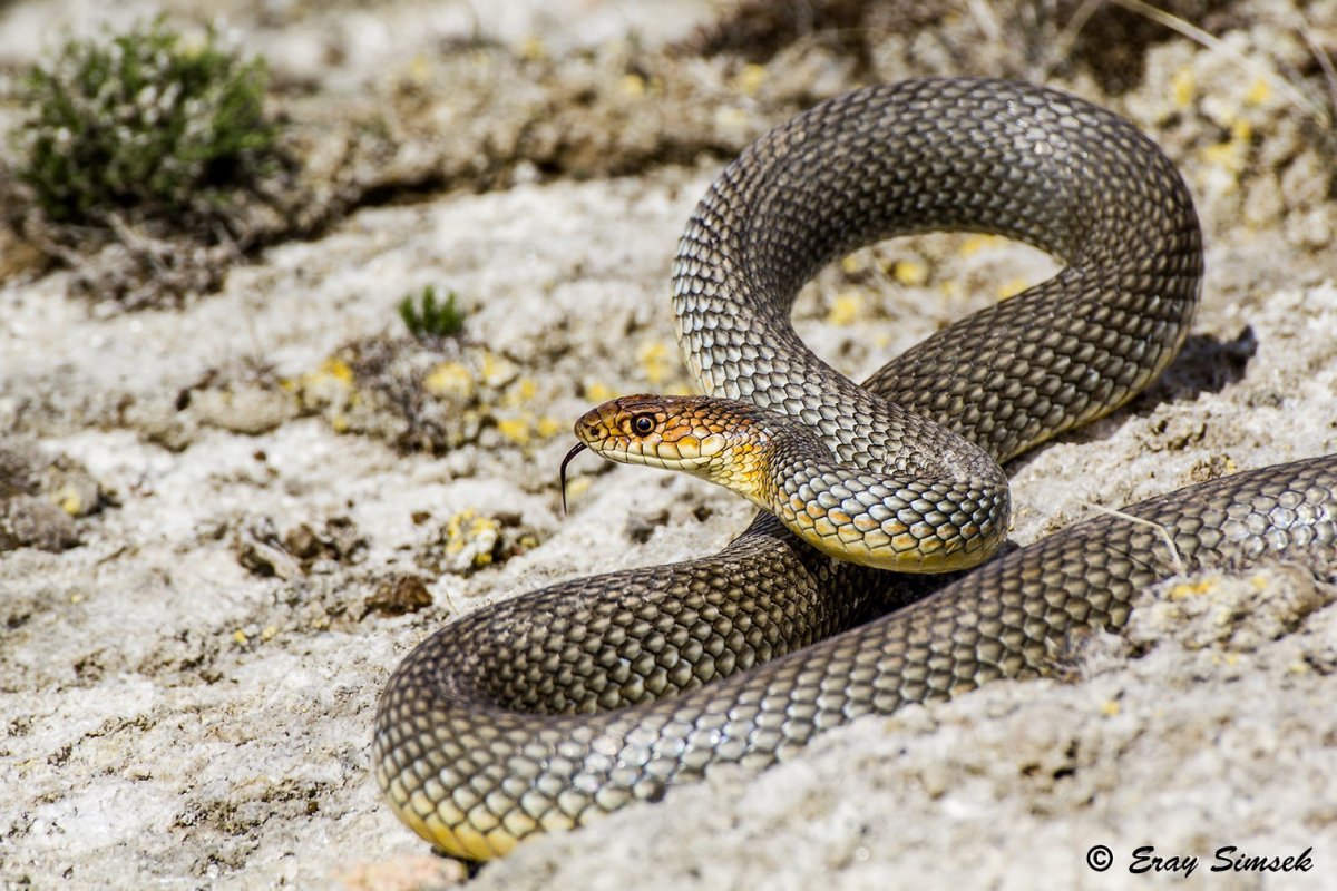 Полоз змея желтобрюхий