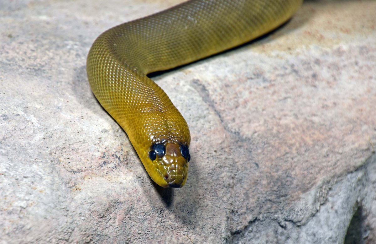 Желтобрюхий полоз (Dolichophis caspius)