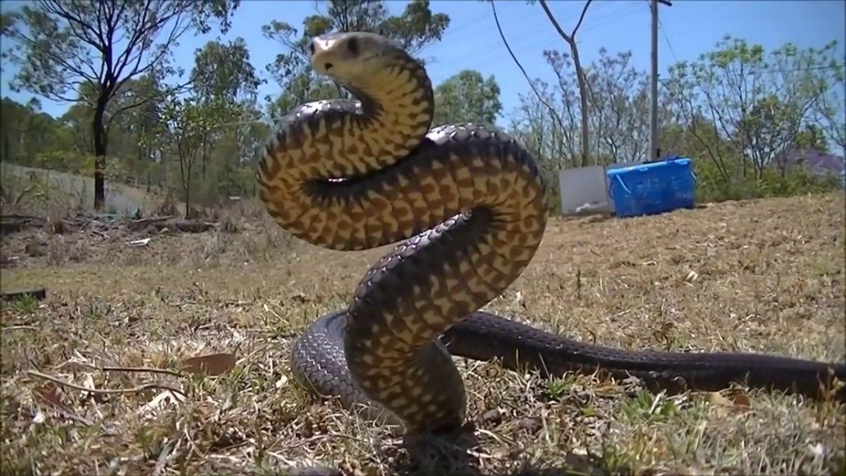 Желтобрюхий полоз