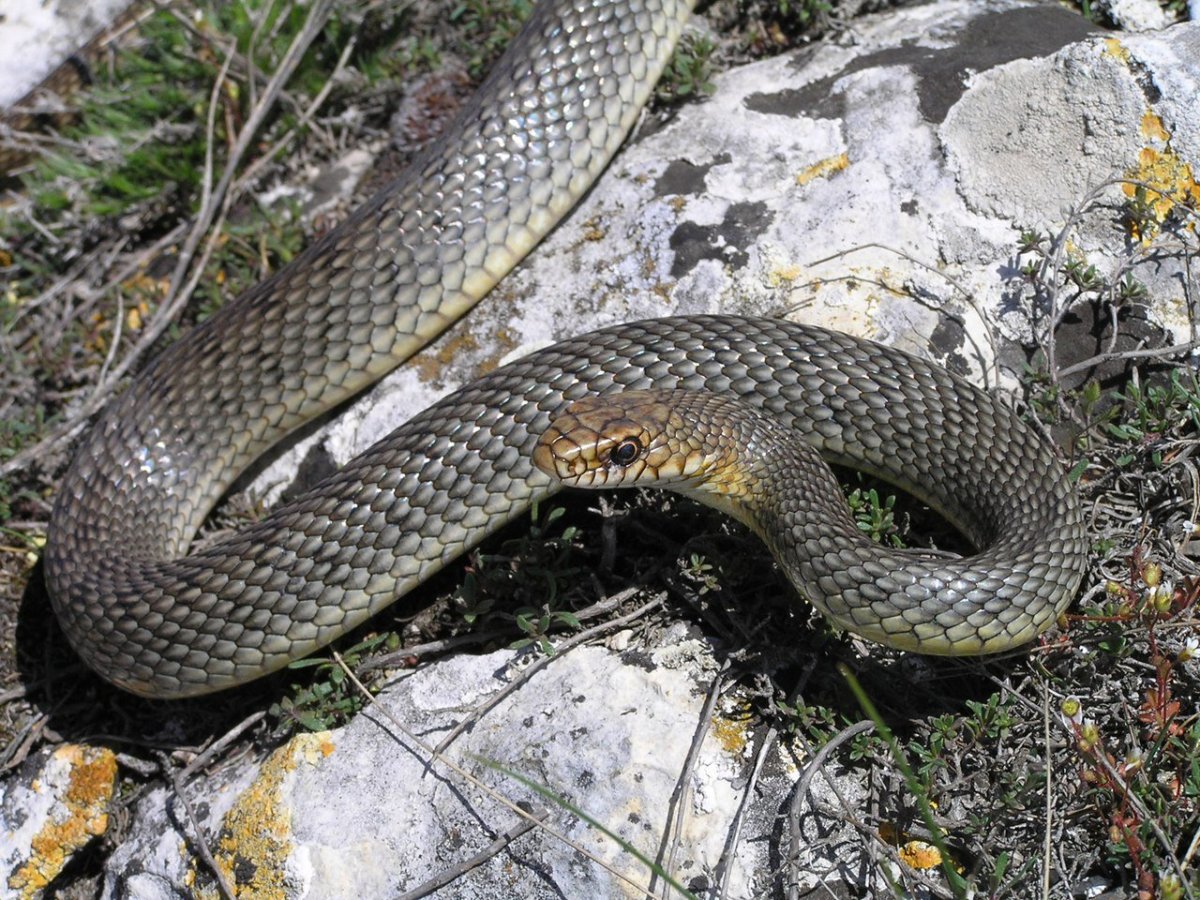 Белая змея с ободком