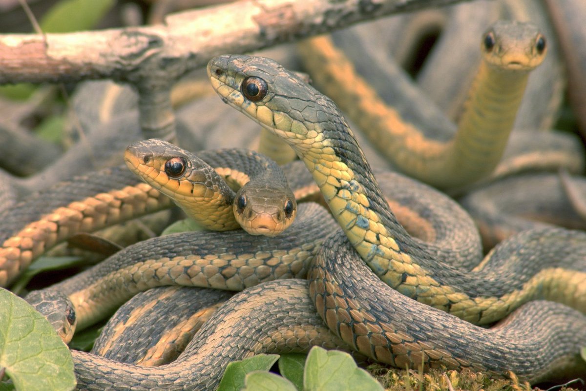 Желтобрюхий Каспийский полоз