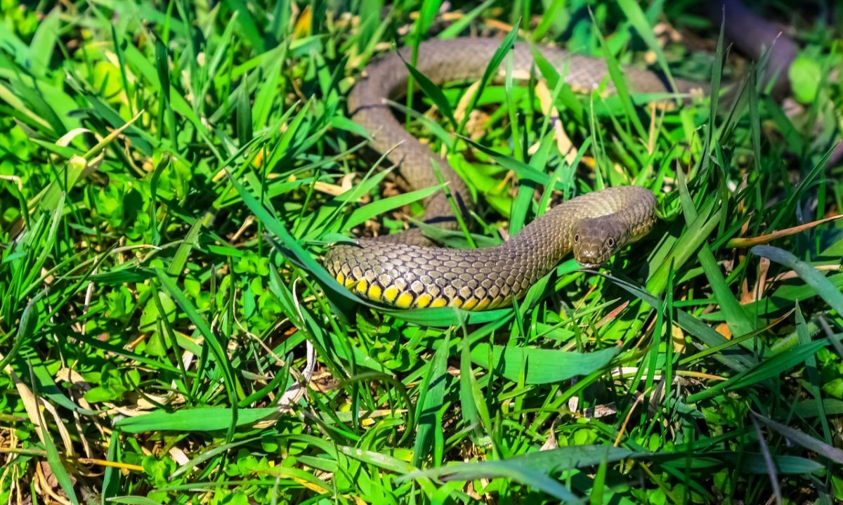Желтобрюхий полоз Крымский