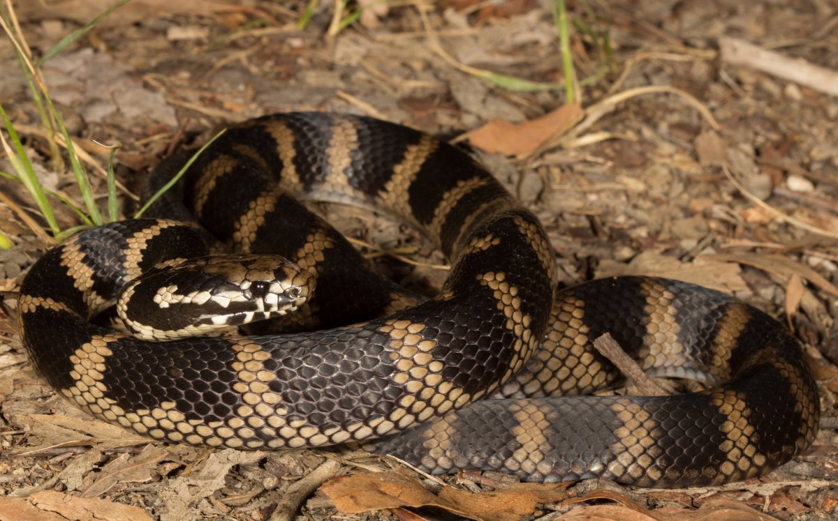 Сарматский полоз
