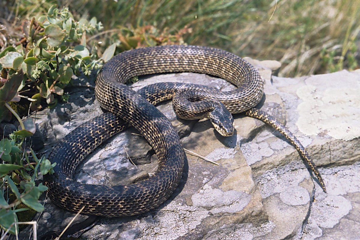 Желтобрюхий полоз Каспийский полоз