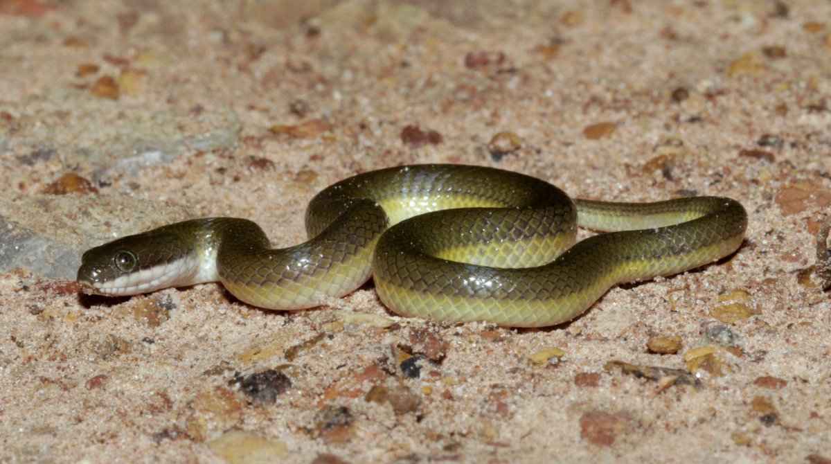 Узорчатый полоз