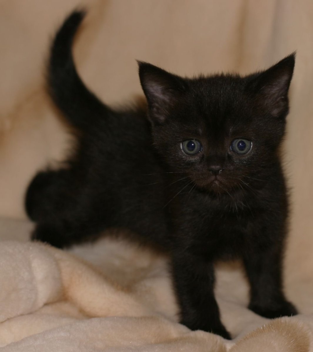 Шотландский прямоухий котенок черный