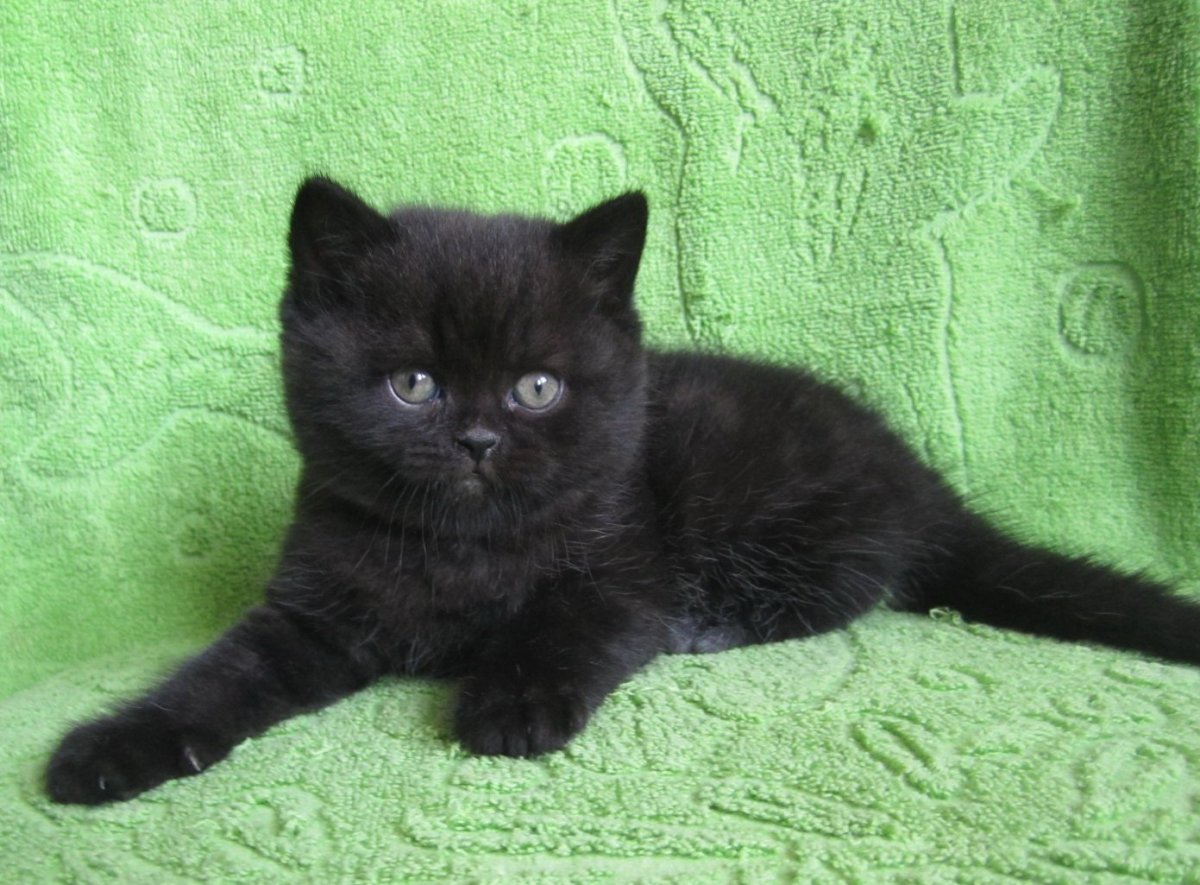 Шотландский прямоухий котенок черный