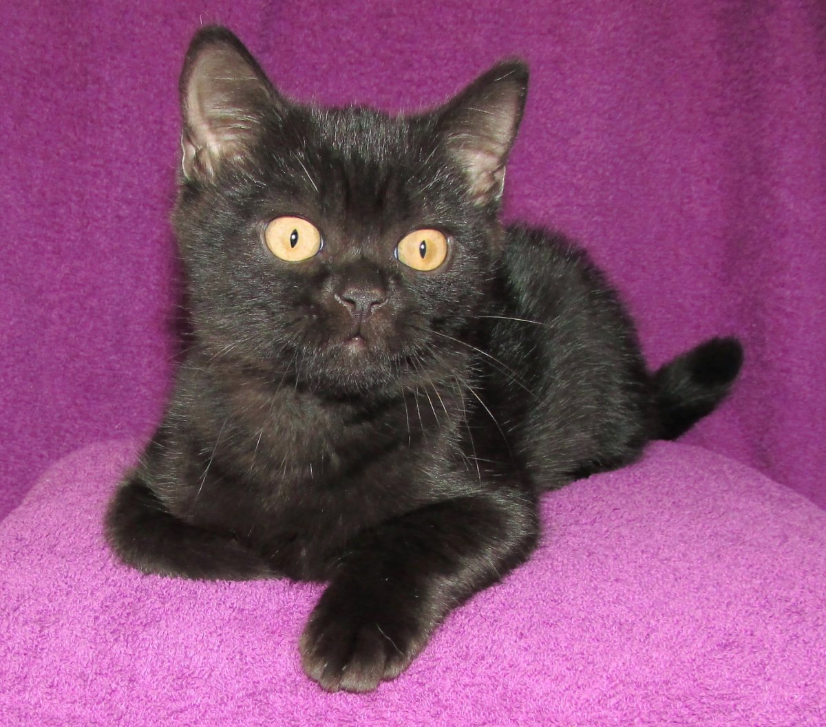 Шотландская кошка прямоухая черная