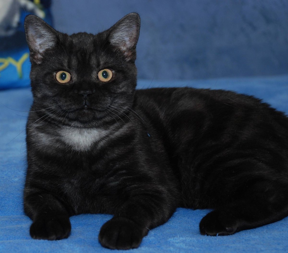 Британская прямоухая кошка черная