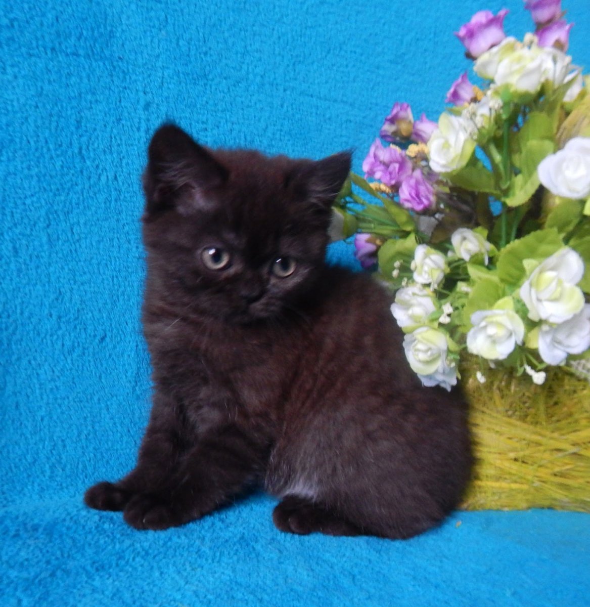 Шотландский скоттиш страйт черный