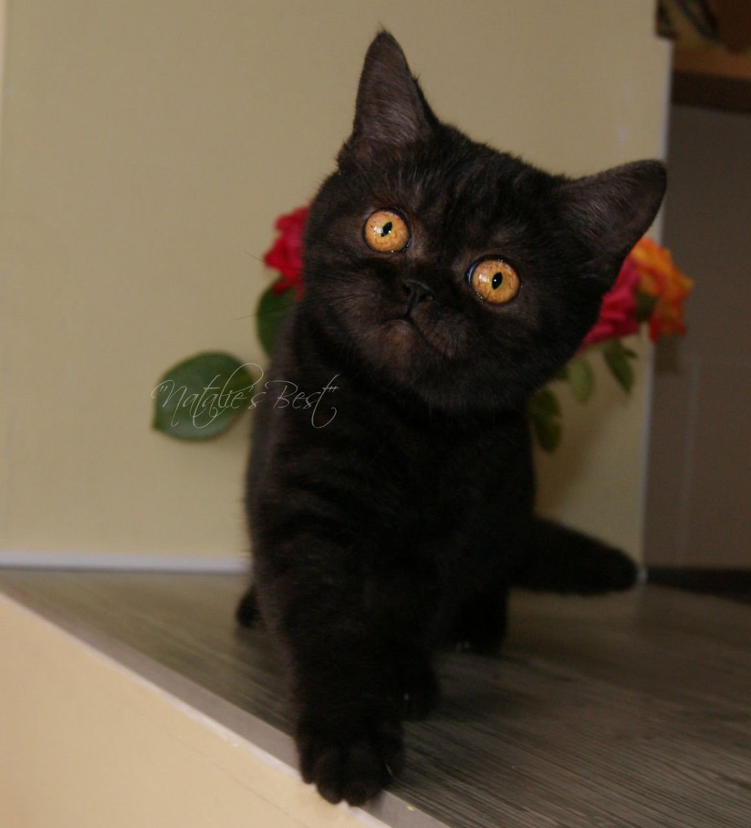 Шотландская кошка прямоухая черная