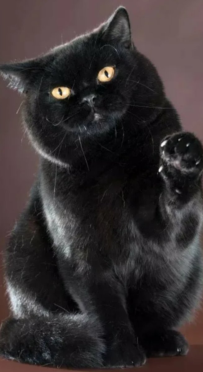 Шотландская кошка прямоухая черная