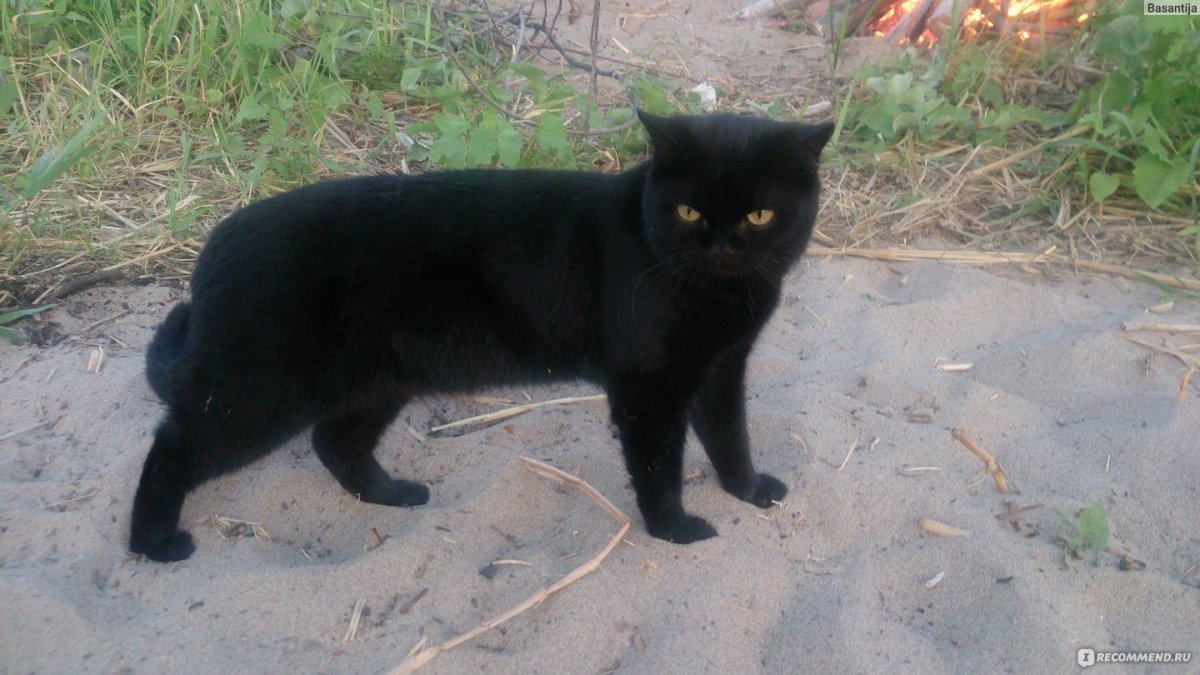 Шотландский прямоухий кот черный узкая морда длинные ноги