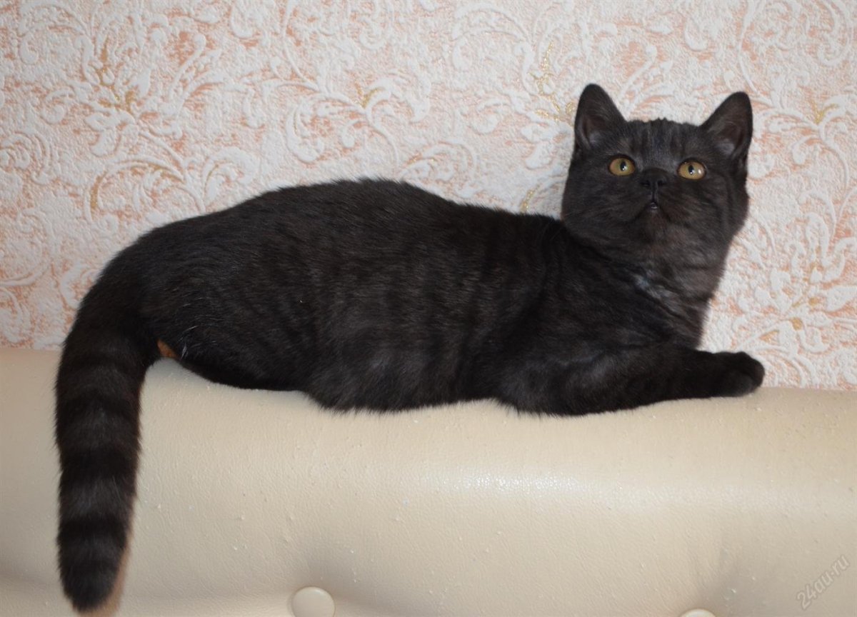 Скоттиш страйт черный бриллиант