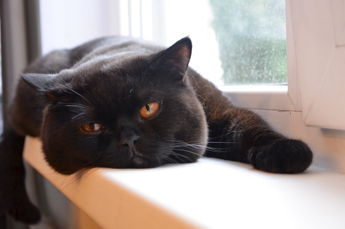 Британец кошка черная