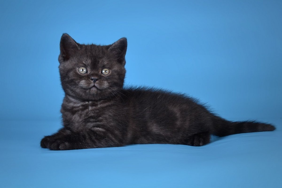 Блиоанец стотишь стит черный