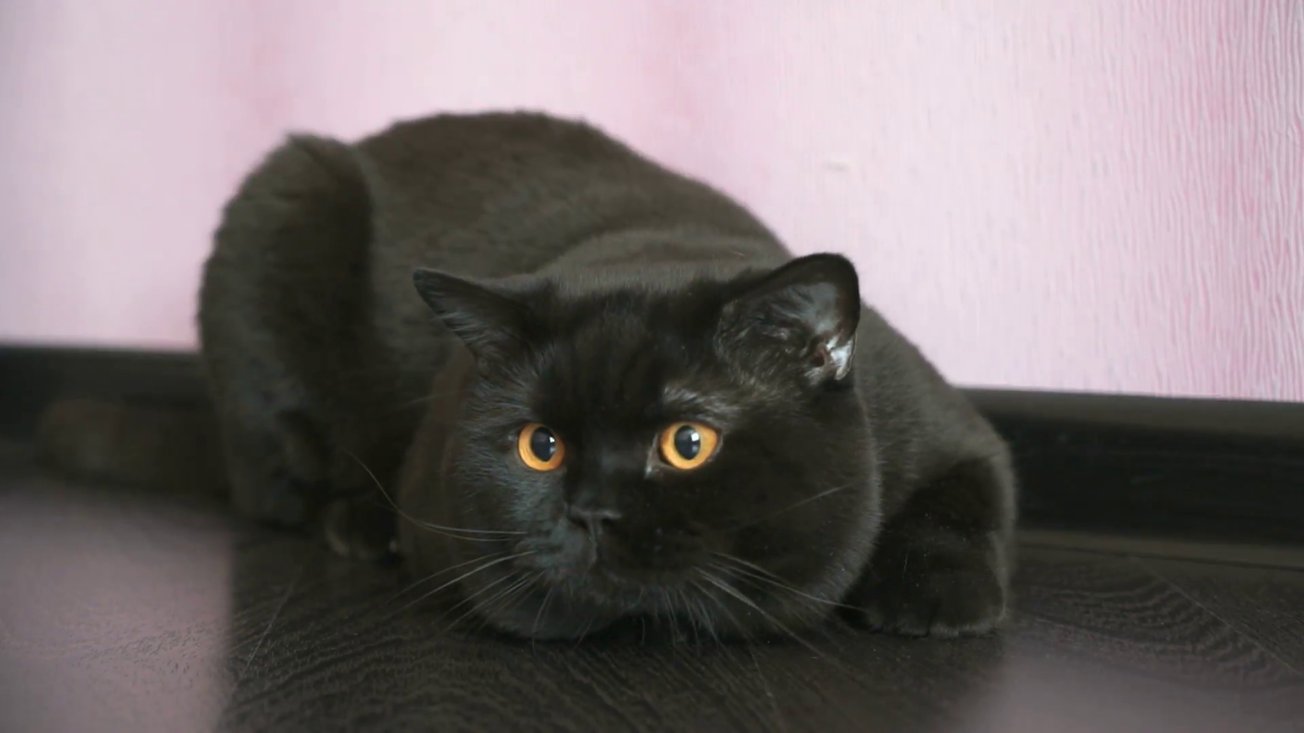 Британская прямоухая кошка черная