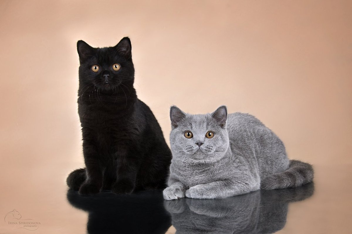 Черный Солид британец