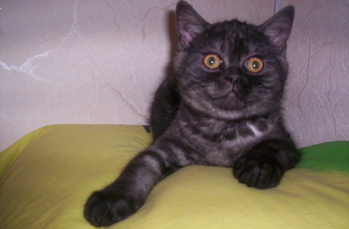 Шотландская кошка прямоухая черный дым