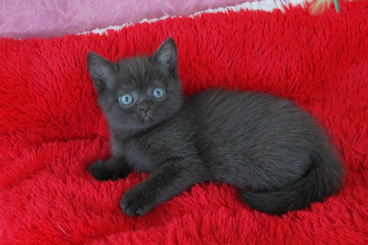 Шоколадный скоттиш страйт кот