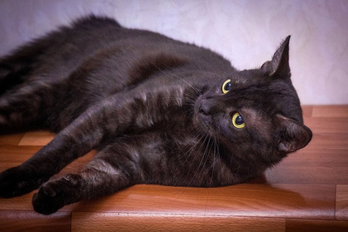 Шотландская кошка прямоухая черная