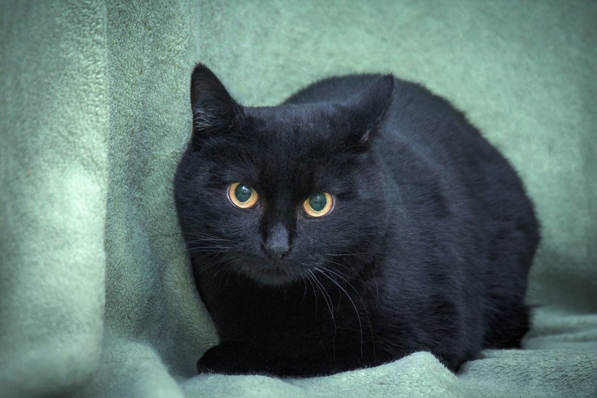 Кот британец черный