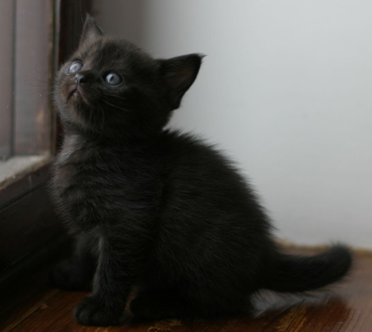 Шотландские котята прямоухие черные