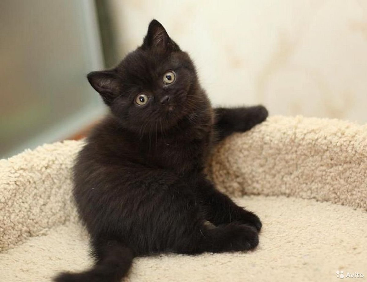 Британские котята черные