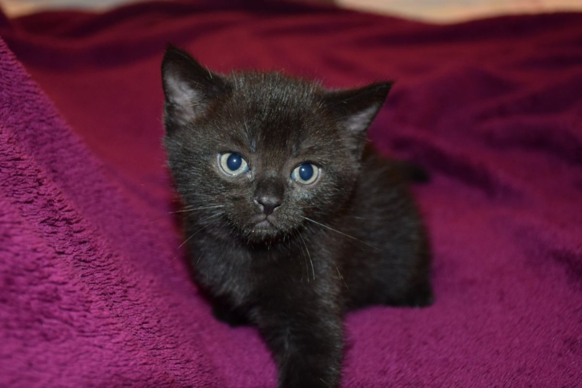 Чёрные Шотландские котята примаухие