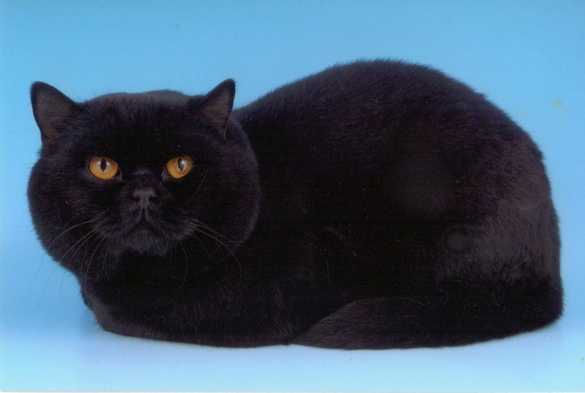 Британская прямоухая кошка черная