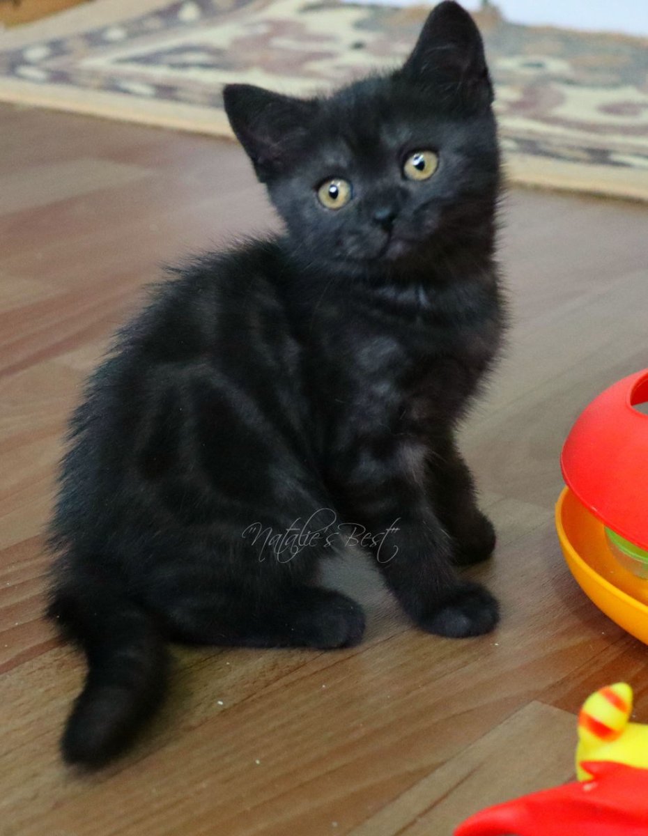 Шотландский кот прямоухий черный кот